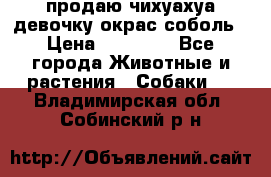 продаю чихуахуа девочку,окрас соболь › Цена ­ 25 000 - Все города Животные и растения » Собаки   . Владимирская обл.,Собинский р-н